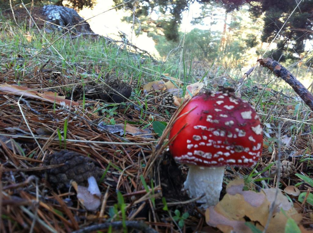 La Pasailla De Gredos Guest House Navacepeda de Tormes Eksteriør bilde